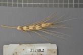 Click for 1 image(s) for this accession. Spike